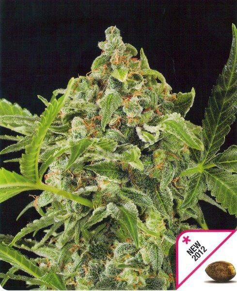White Cheese Automatic Autoflower by Dinafem