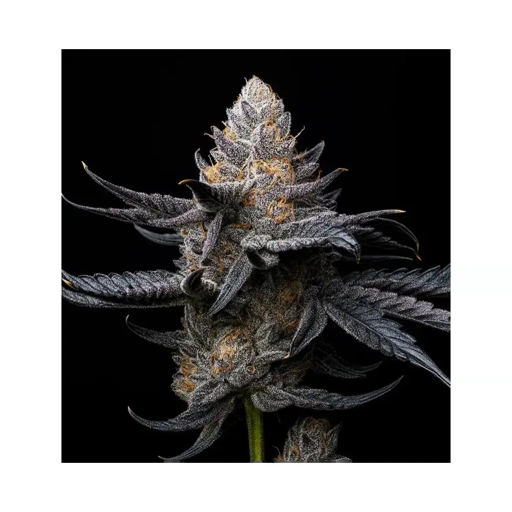 White Diamond Triploid Feminized by Triploid Genetics