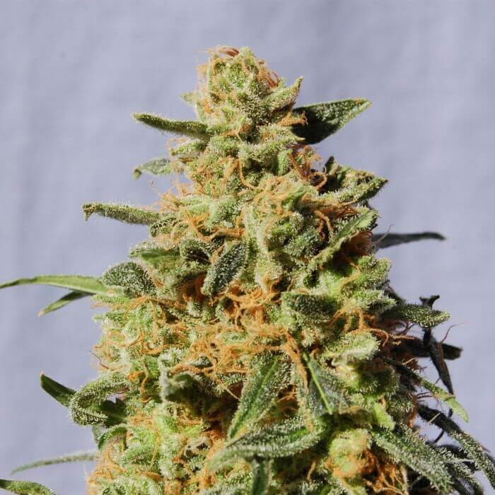 White Domina Feminized by Kannabia