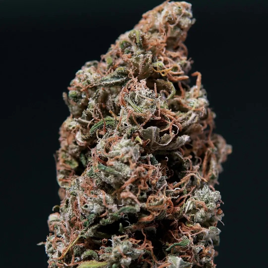 White Dwarf Auto Autoflower by Buddha Seeds