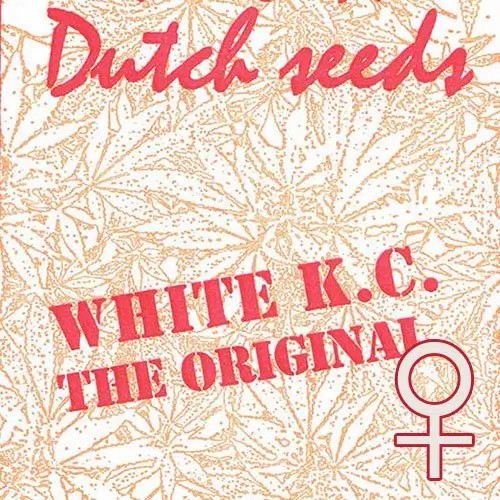 White K.C. Feminized by K.C. Brains