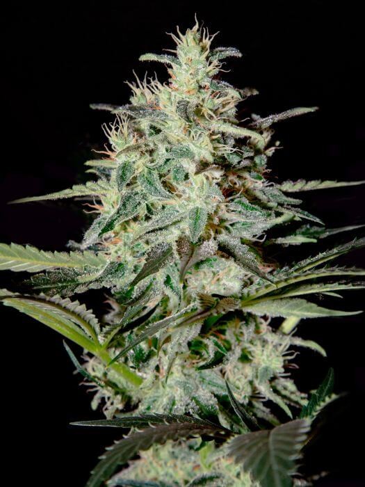 White Lemon Feminized by Strain Hunters Seedbank