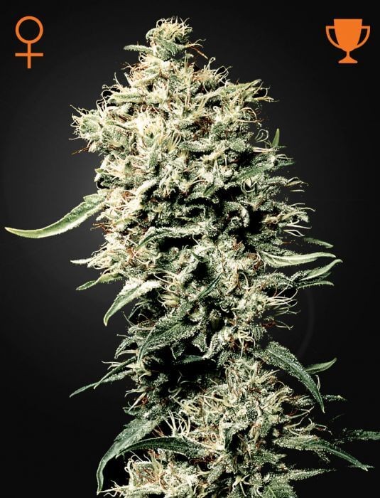 White Rhino Feminized by Green House seeds