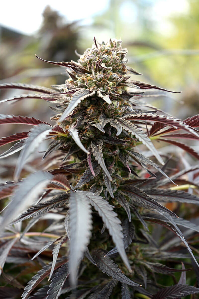 White Runtz Fast Flowering Feminized by Humboldt Seed Organization