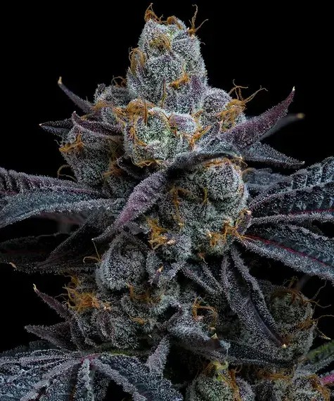 White Runtz Feminized by Barneys Farm
