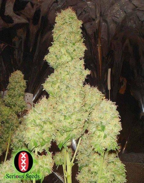 White Russian #1 Auto Autoflower by Serious Seeds
