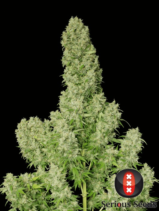 White Russian Feminized by Serious Seeds
