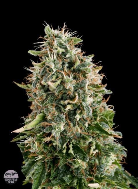 White Siberian Feminized by Dinafem
