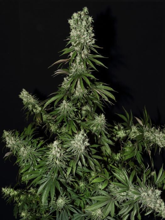 White Strawberry Skunk Feminized by Strain Hunters Seedbank