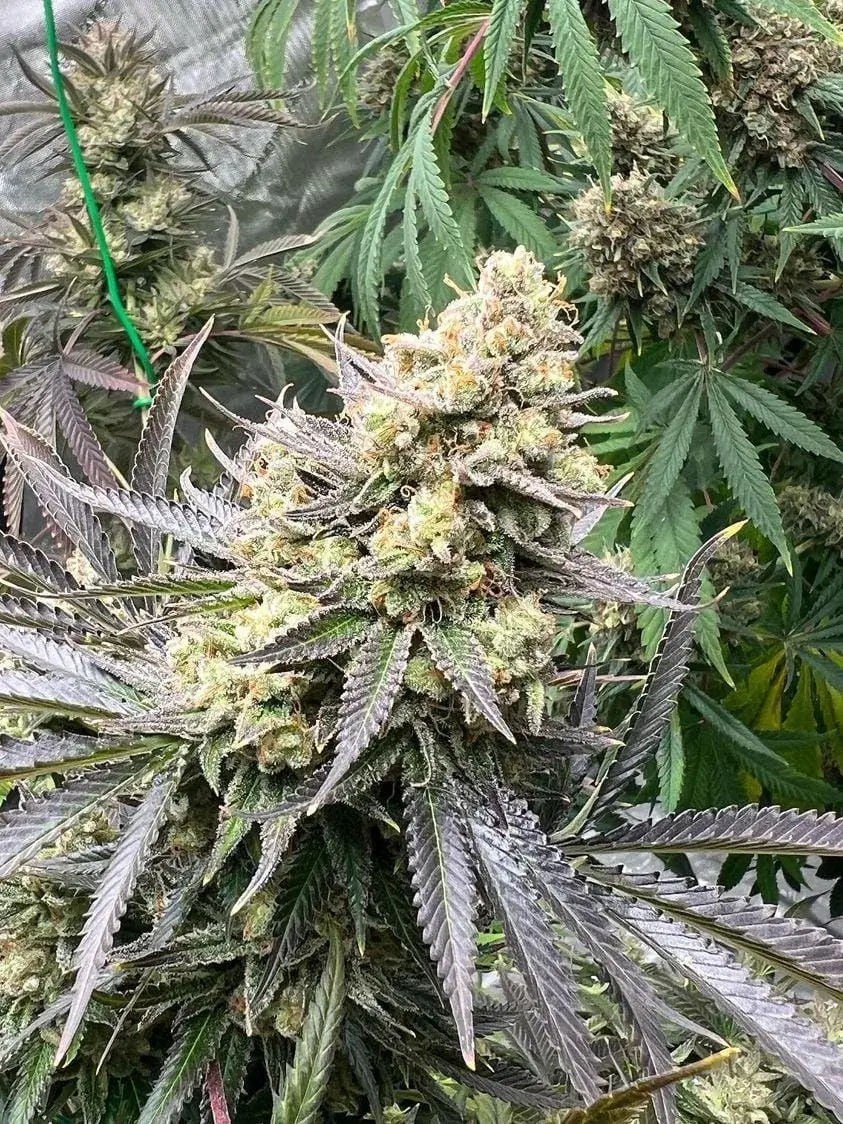 White Truffle Feminized by Growers Choice