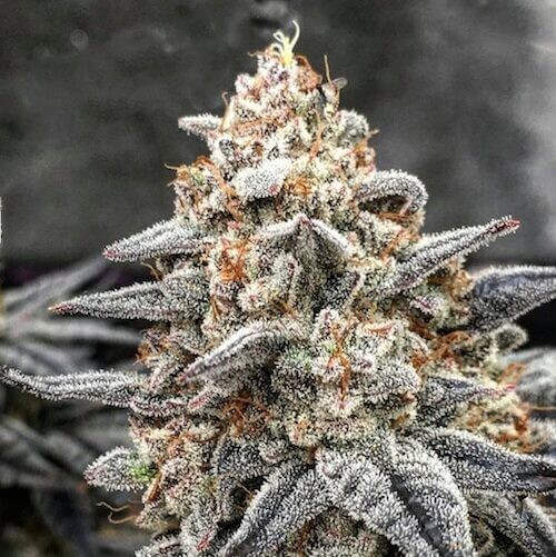 White Wedding RBX Feminized by Ethos Genetics