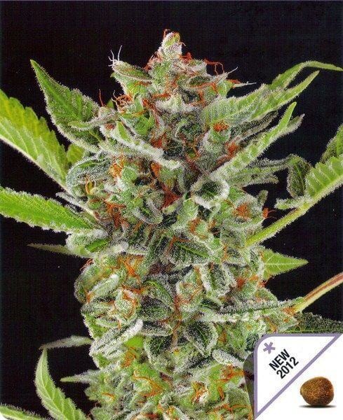 White Widow Auto Autoflower by Dinafem