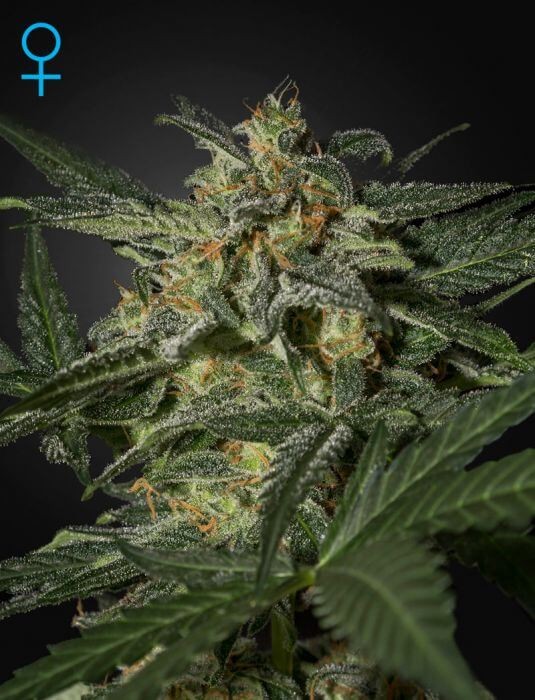 White Widow Auto Autoflower by Green House seeds