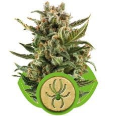 White Widow Auto Autoflower by Royal Queen Seeds