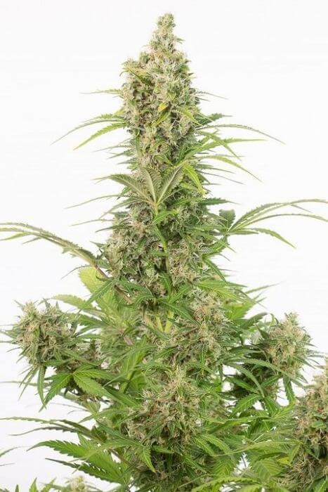 White Widow Auto CBD Autoflower by Dinafem