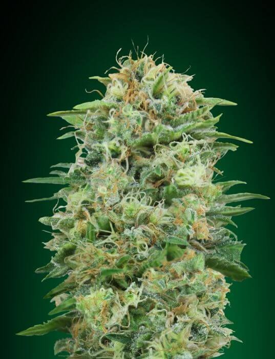 White Widow CBD Feminized by 00 Seeds Bank
