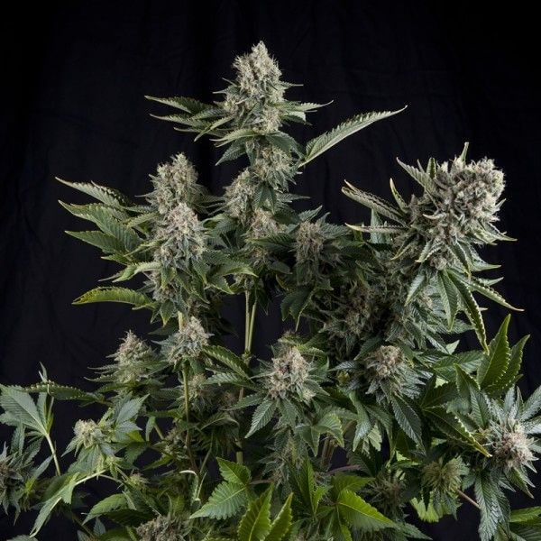 White Widow CBD Feminized by Pyramid Seeds