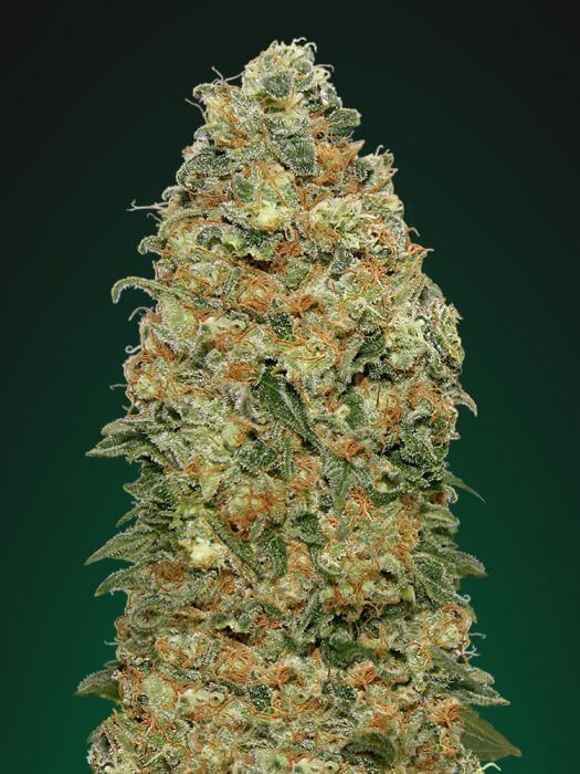 White Widow Feminized by 00 Seeds Bank