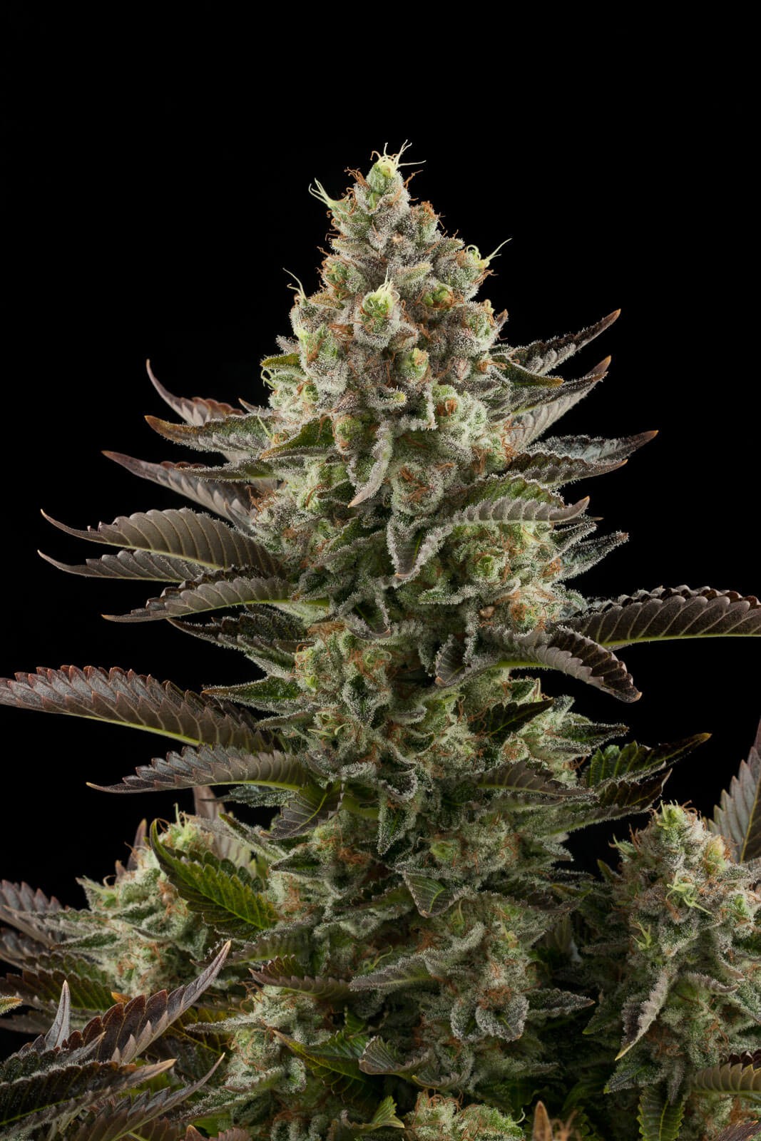 White Widow Feminized by Dinafem