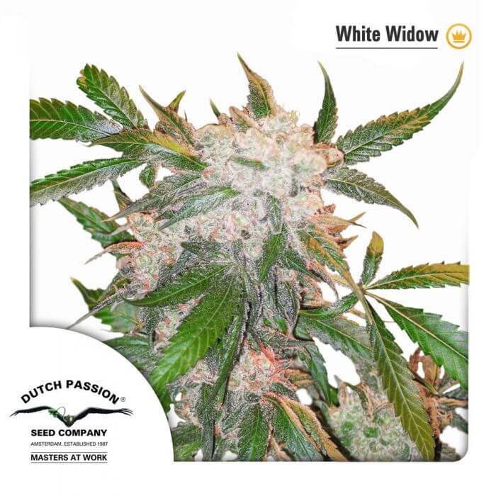 White Widow Feminized by Dutch Passion