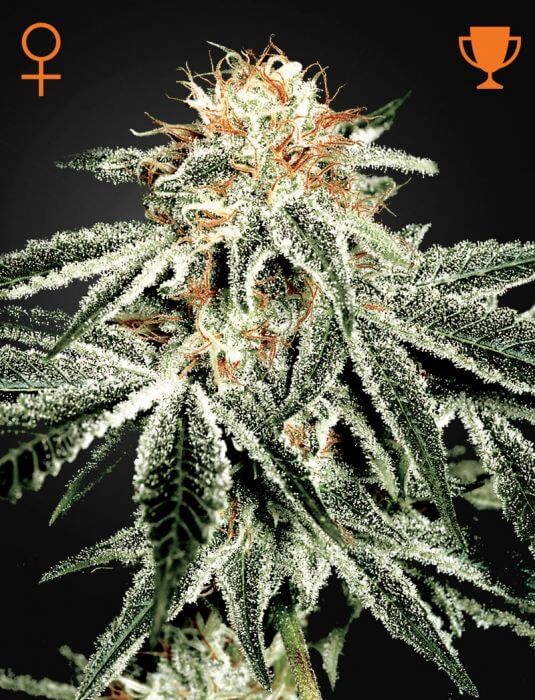 White Widow Feminized by Green House seeds