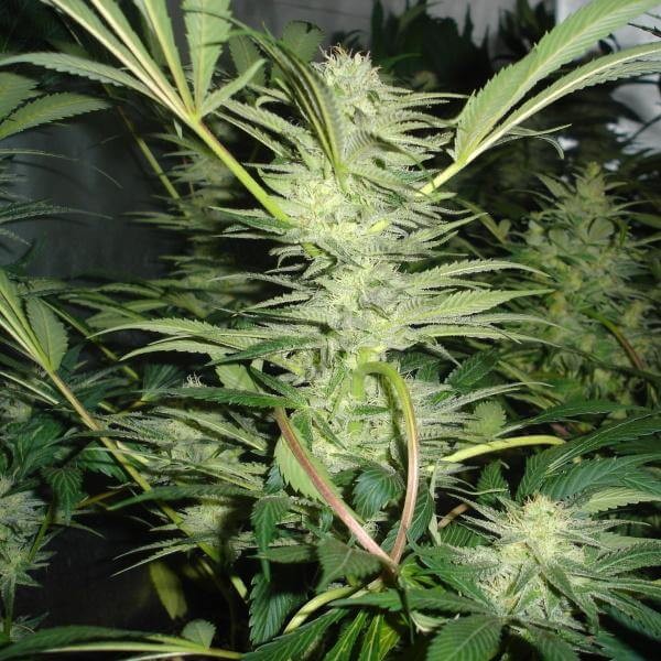 White Widow Feminized by Medical Seeds