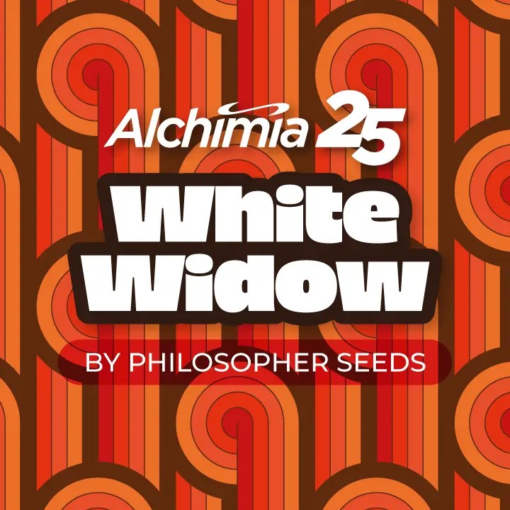 White Widow Feminized by Philosopher Seeds