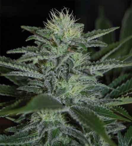 White Widow Feminized by Pyramid Seeds