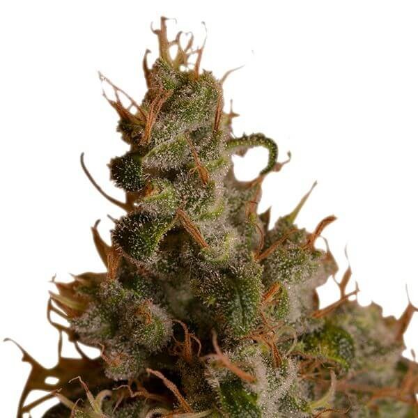 White Widow Feminized by Royal Queen Seeds