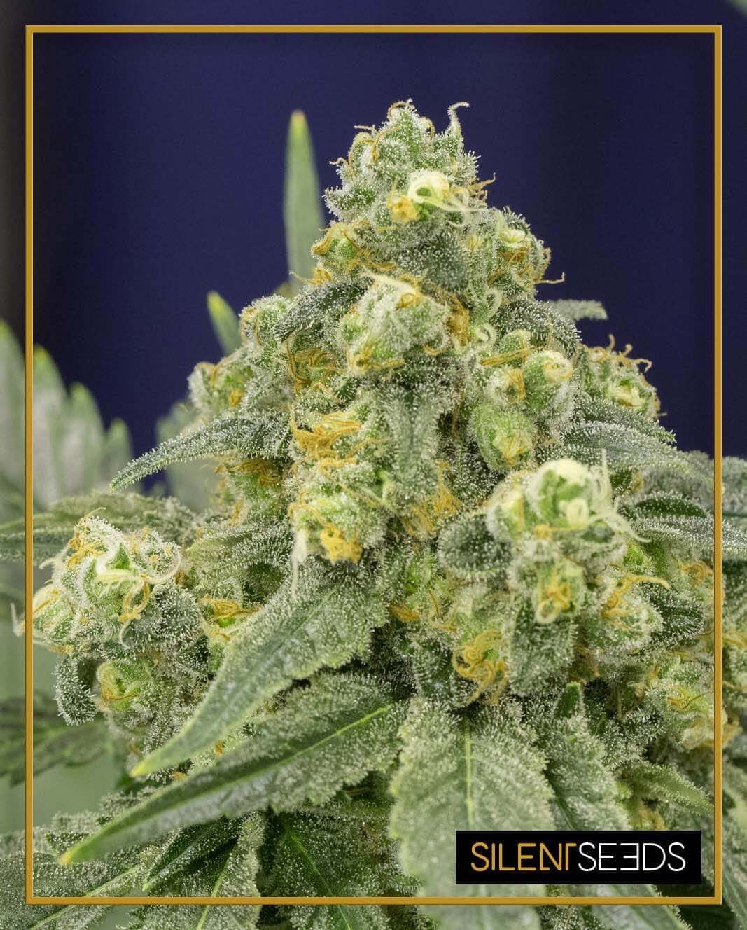 White Widow Feminized by Silent Seeds