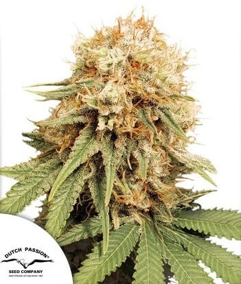 White Widow Regular by Dutch Passion