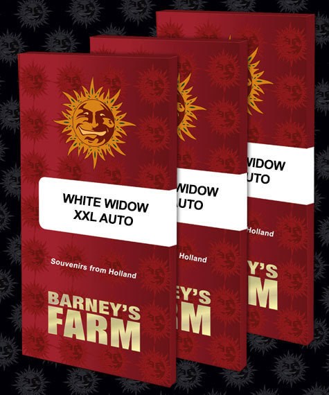 White Widow XXL Auto Autoflower by Barneys Farm