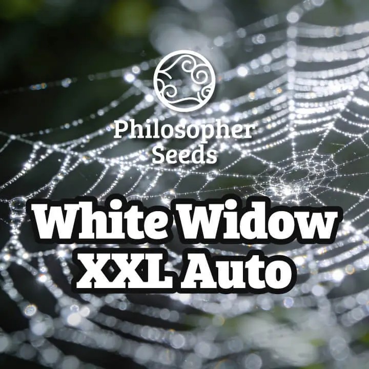 White Widow XXL Auto Autoflower by Philosopher Seeds