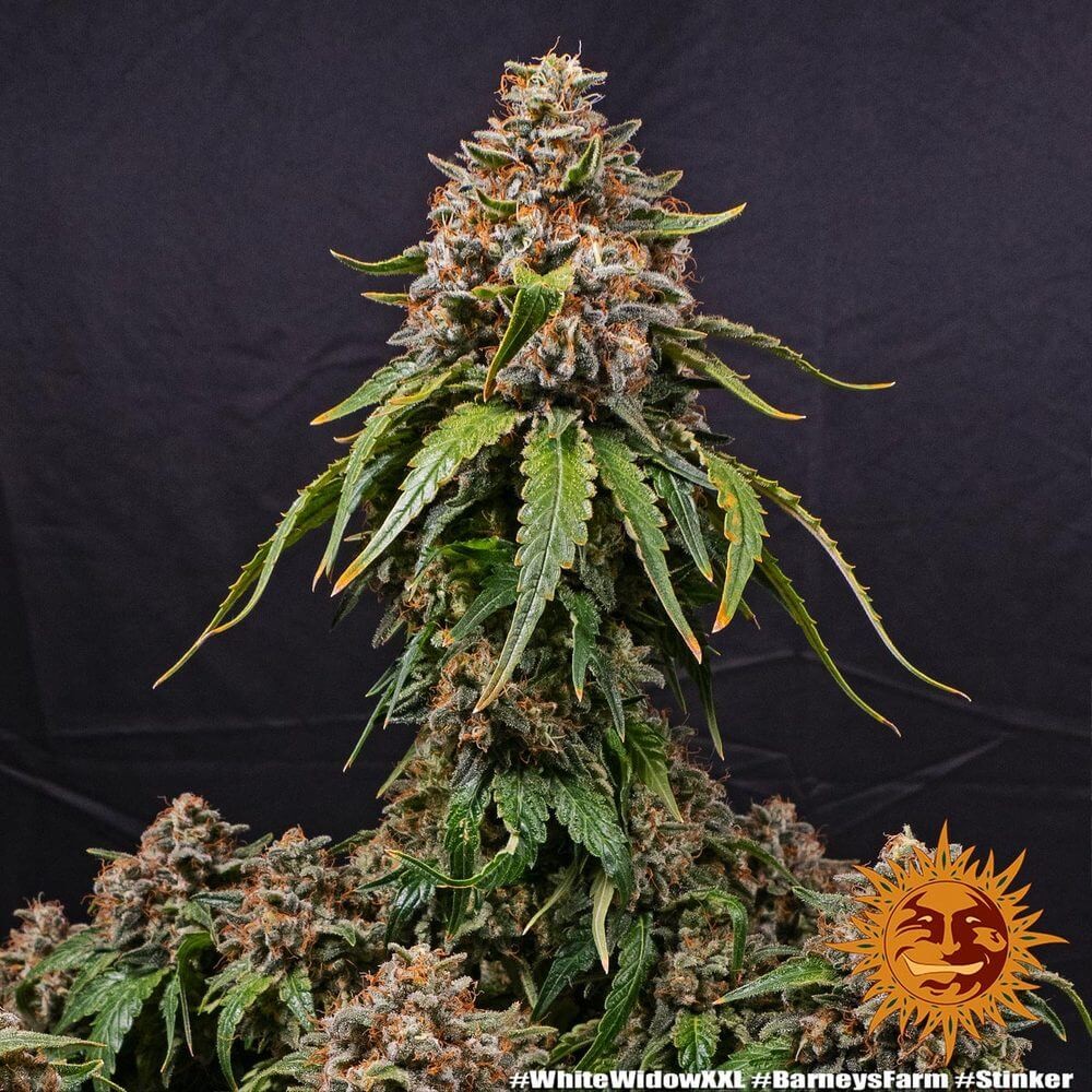 White Widow XXL Feminized by Barneys Farm
