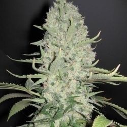 White Widow x Big Bud Feminized by Female Seeds