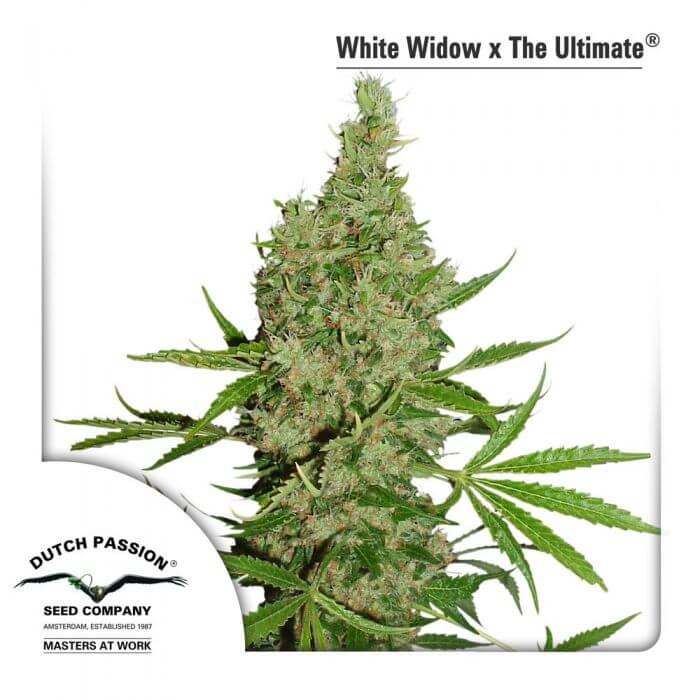 White Widow x The Ultimate Regular by Dutch Passion