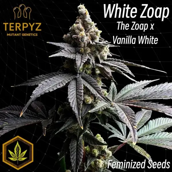 White Zoap Feminized by TerpyZ Mutant Genetics