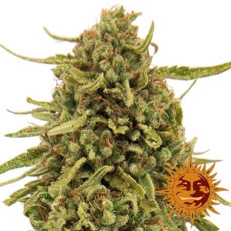 Widow Remedy Regular by Barneys Farm