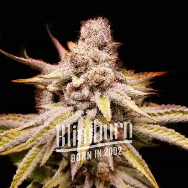 Wifi OG Feminized by Blimburn Seeds