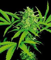 Wild Thailand Feminized by World of Seeds