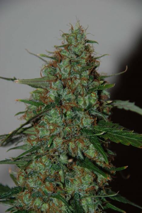 Wild Thailand Ryder Autoflower by World of Seeds