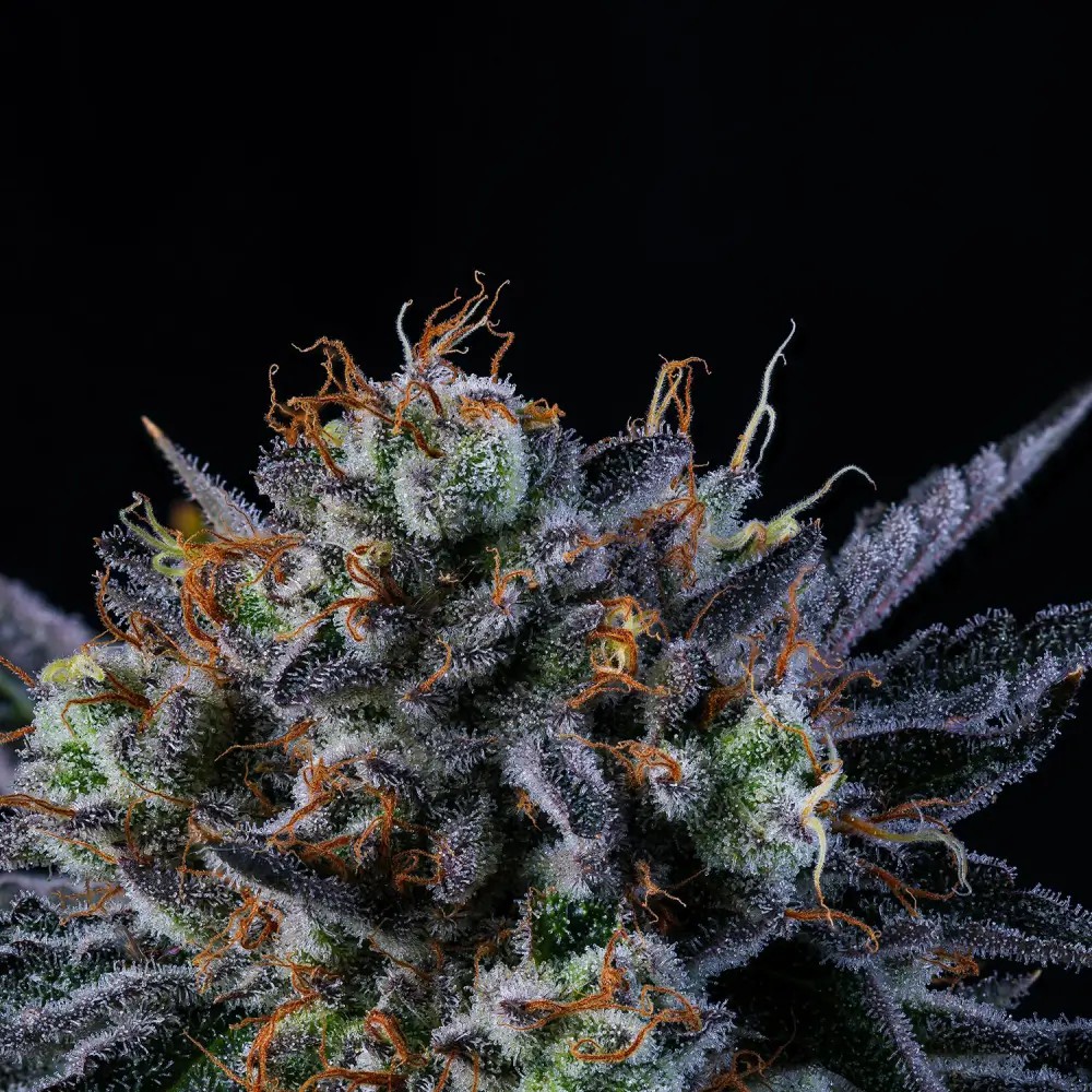 Windu Feminized by Wizard Trees