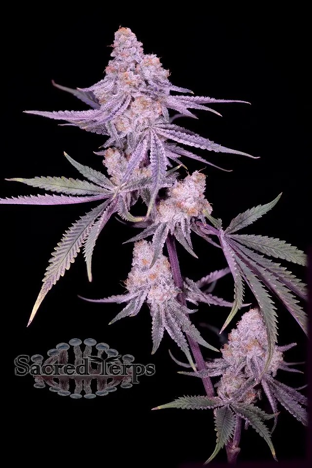 Winter Sunset #4 Feminized by Sacred Terps