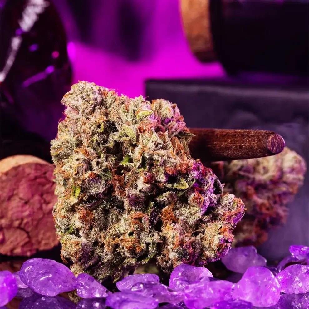 Wizard Fuel Feminized by Wizard Trees