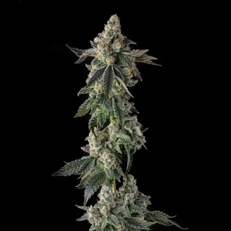 Wokstar Feminized by Compound Genetics
