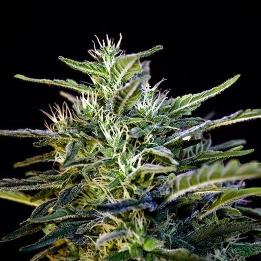 Wombat Feminized by Blimburn Seeds