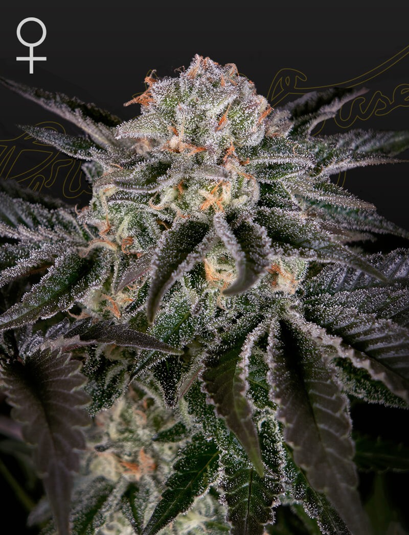 Wonder Pie Feminized by Green House seeds