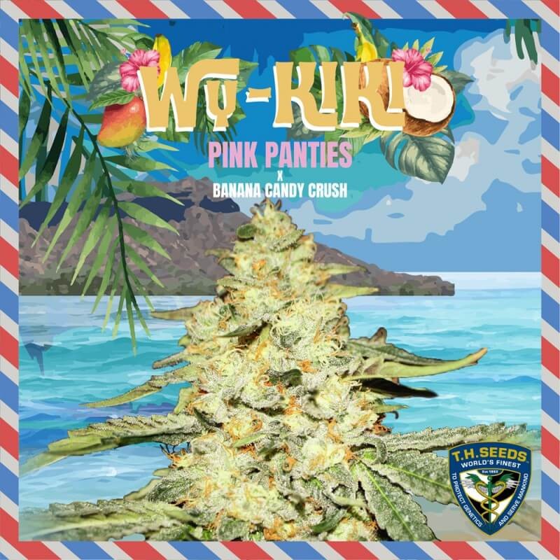 Wy-Kiki Feminized by T.H. Seeds
