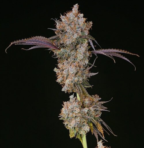 XXX Feminized by Ethos Genetics
