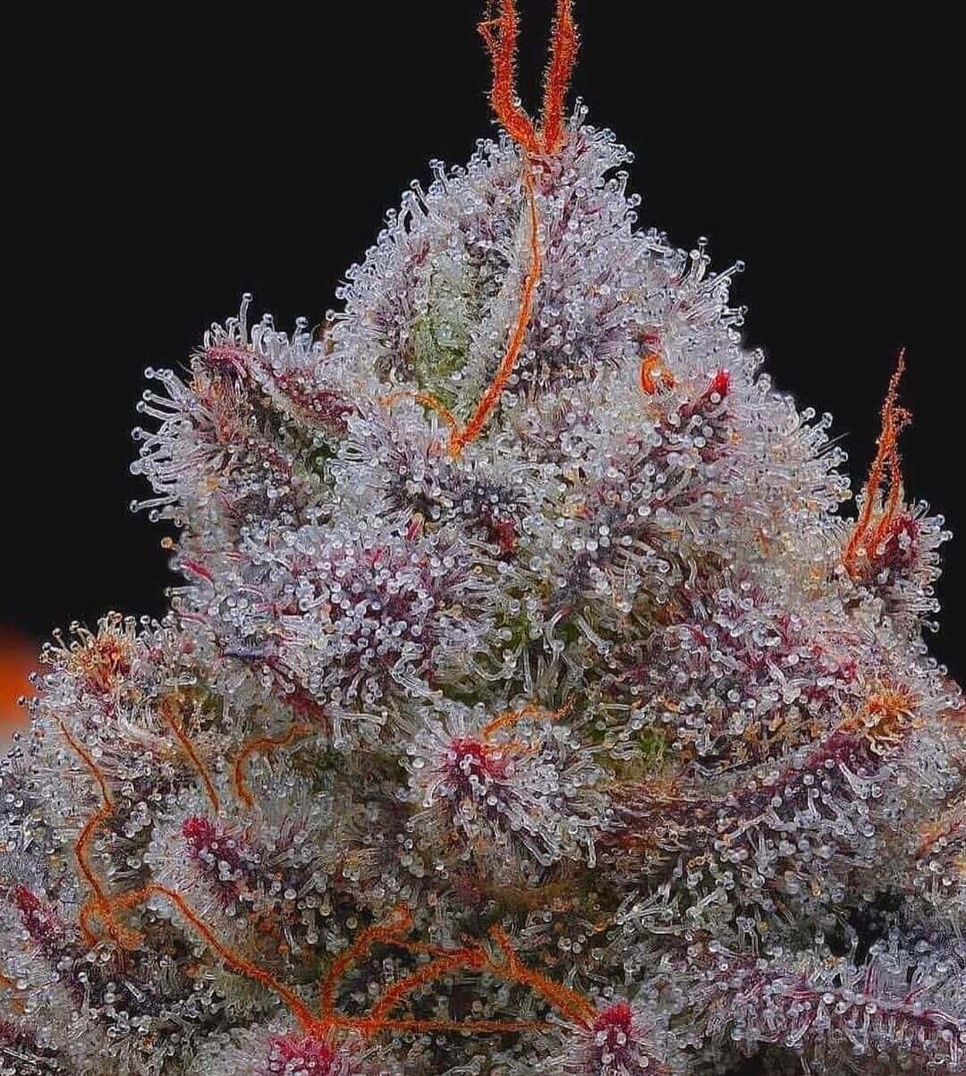 Xupete Feminized by R-Kiem Seeds